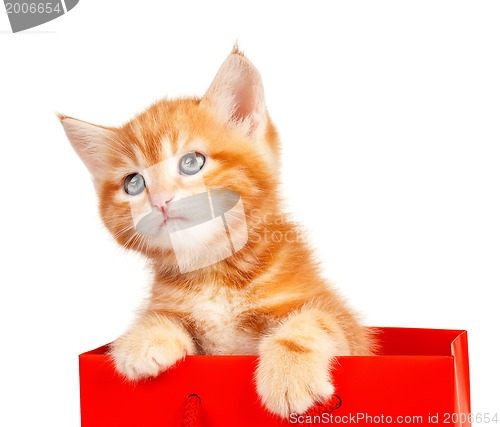 Image of Red kitten