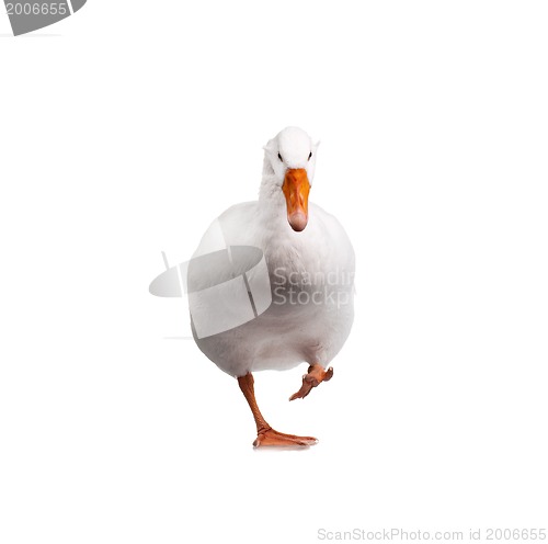 Image of Domestic goose