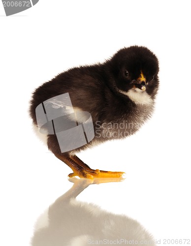 Image of Little chicken