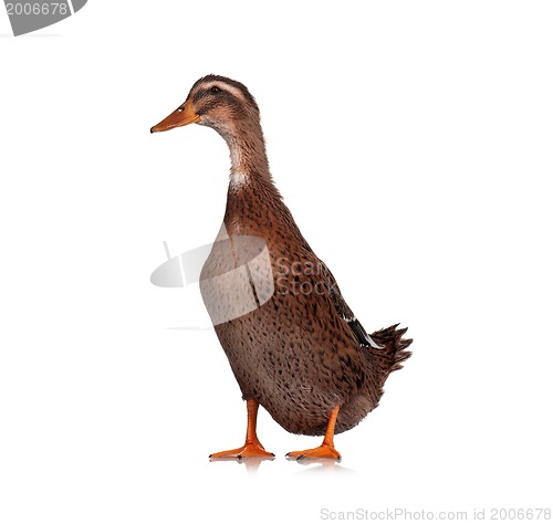 Image of Domestic duck