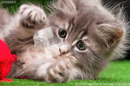 Image of Cute gray kitten