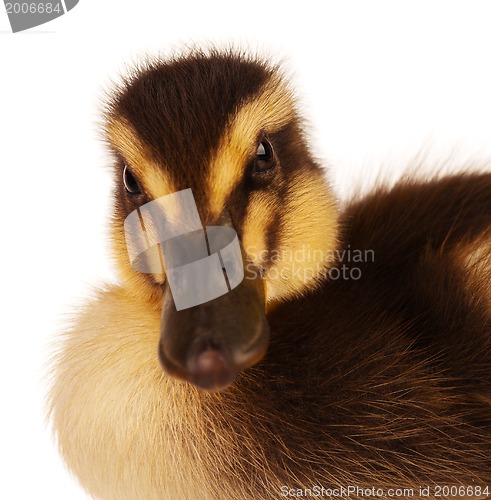 Image of Domestic duckling