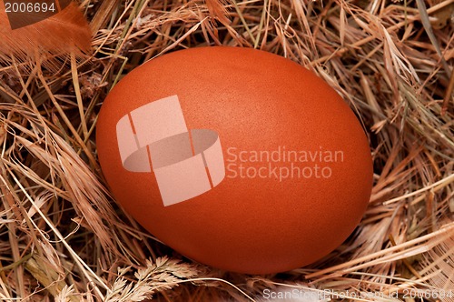 Image of Eggs in nest