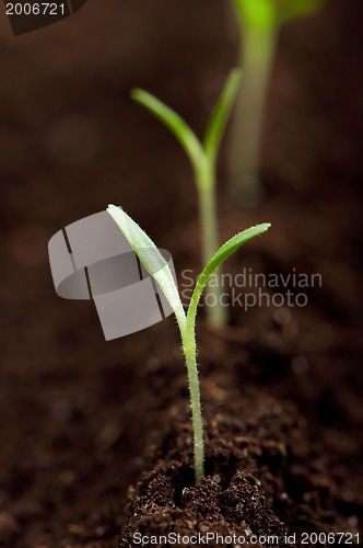 Image of Green seedling