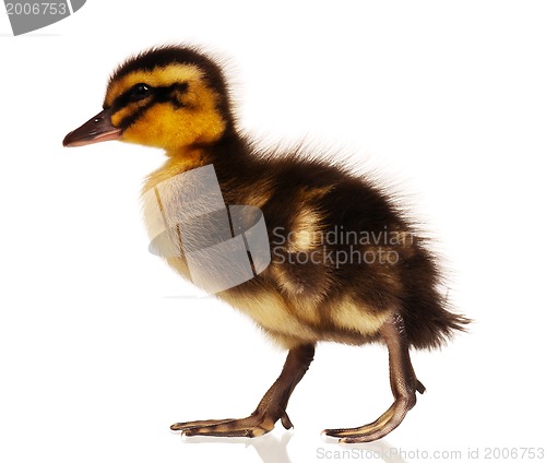 Image of Domestic duckling