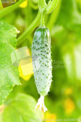 Image of Green cucumber