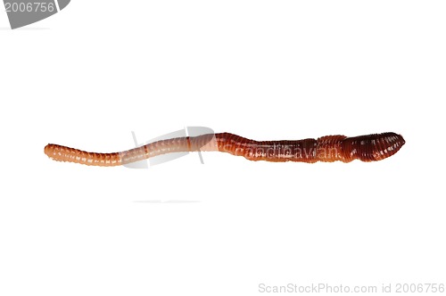 Image of Earthworm