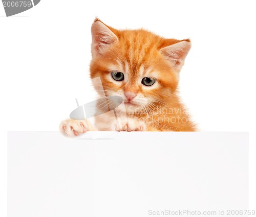 Image of Red kitten