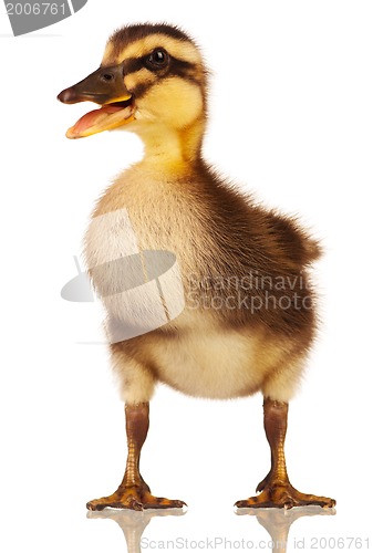 Image of Domestic duckling