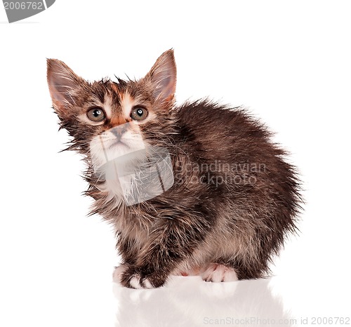 Image of Wet kitten