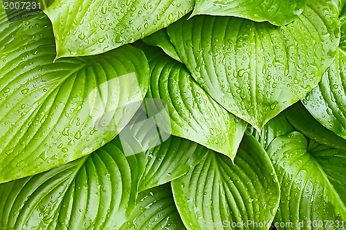 Image of Hosta Tortilla Chip leaves with water drops