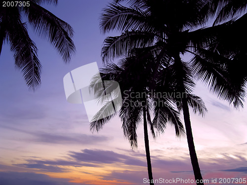 Image of Palms in sunset