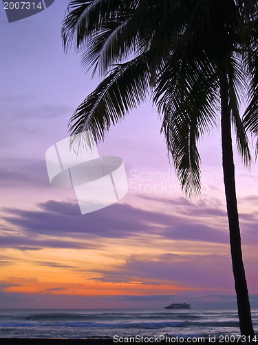 Image of Palms in sunset