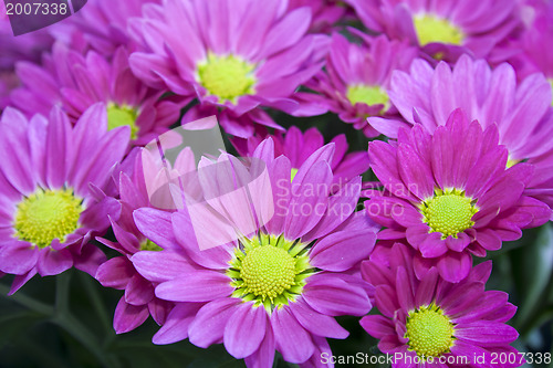 Image of Aster
