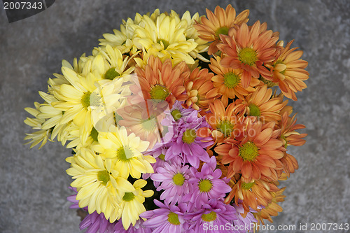 Image of Multicolored Asters