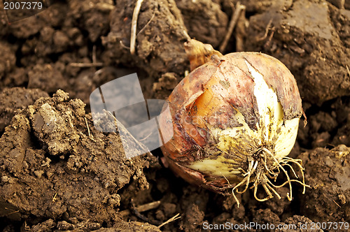 Image of onion on acre