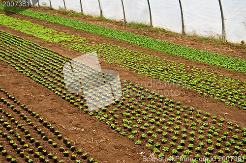 Image of greenhouse with seedlings