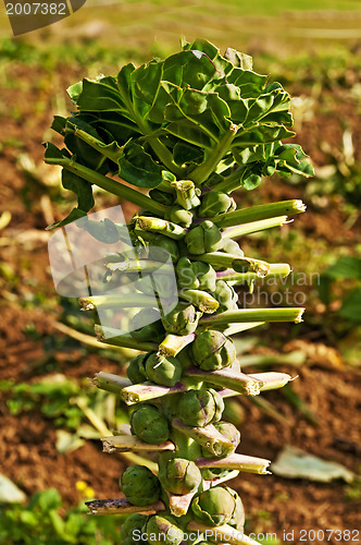 Image of Brussels sprouts on a field