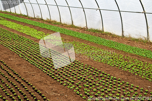 Image of greenhouse with seedlings