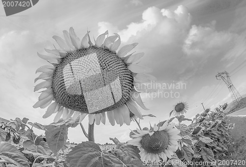 Image of Beautiful landscape with sunflower field over cloudy blue sky an
