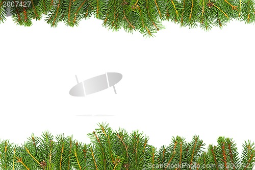 Image of Background with fir