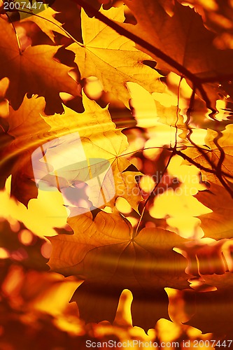 Image of Branch of bright autumn maple foliage with water ripples