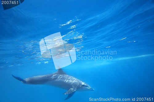 Image of Wild Dolphins