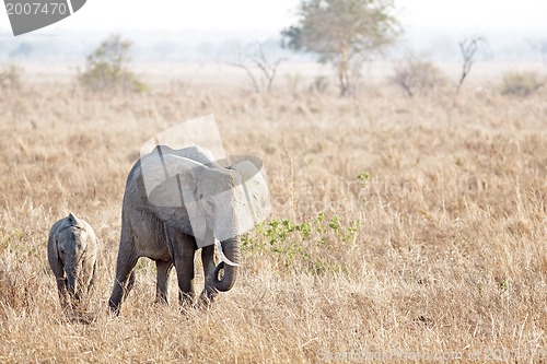 Image of Wild Elephant