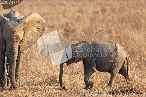 Image of Wild Elephant