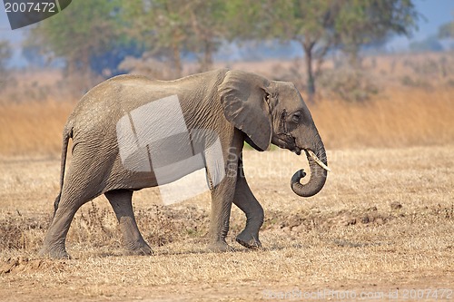 Image of Wild Elephant