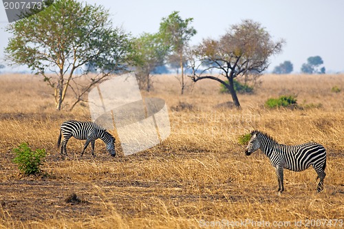 Image of African Zebra