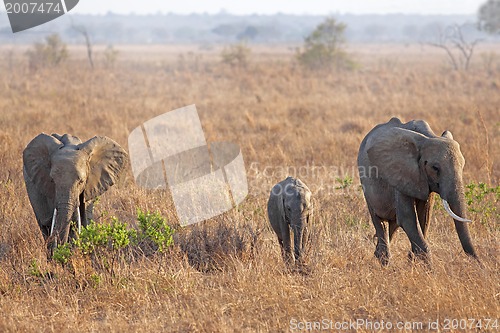 Image of Wild Elephant