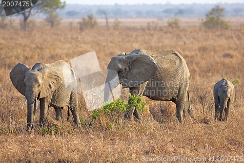 Image of Wild Elephant