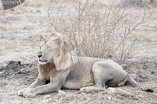 Image of Wild lion