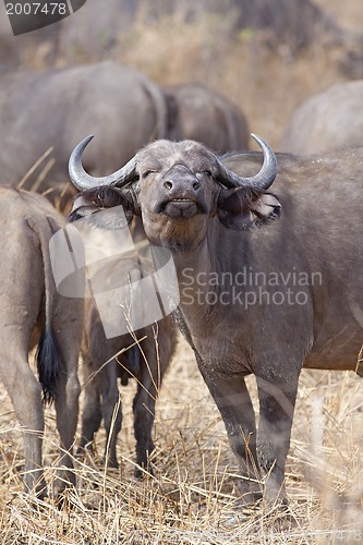 Image of Wild African Buffalo