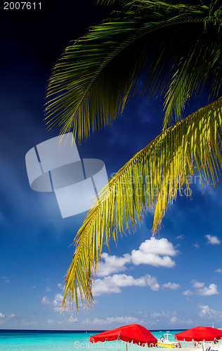 Image of Palms and Caribbean Colors 