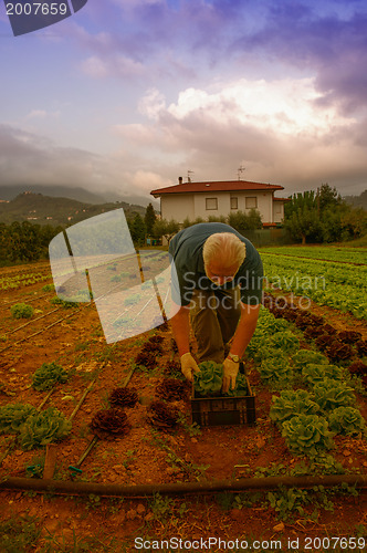 Image of Proud farmer cultivating vegetable in his garden - Italian Count