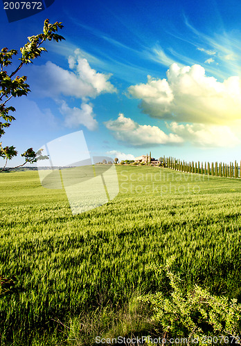 Image of Meadows of Tuscany in Spring Season