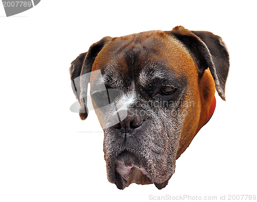 Image of boxer portrait isolated on white