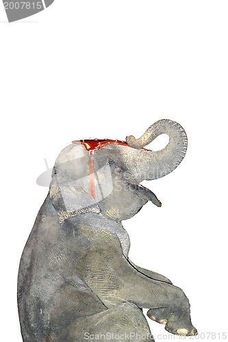 Image of elephant making tricks