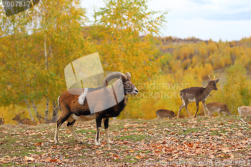 Image of mouflon male and fallow deers