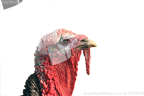 Image of turkey portrait isolated on white