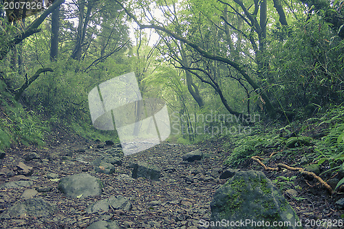 Image of old Tokaido road, Hakone