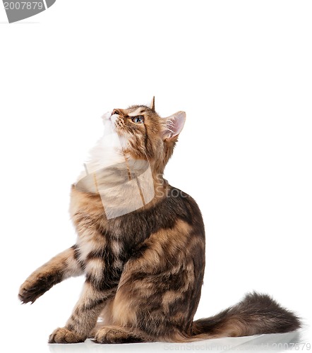 Image of Cute cat