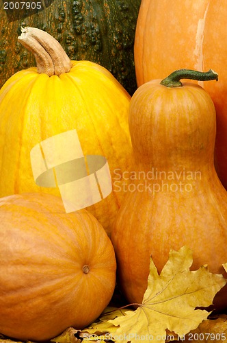 Image of Ripe pumpkins