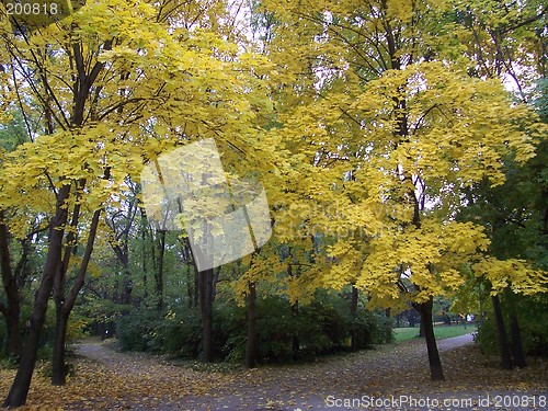 Image of Autumn in park