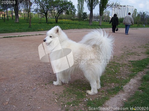 Image of White dog