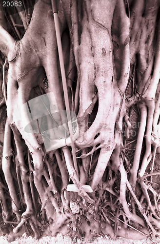 Image of Banyan tree