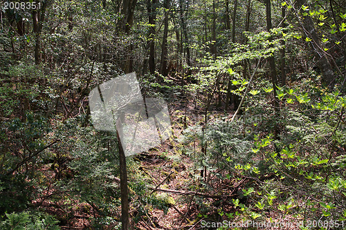 Image of Japan suicide forest