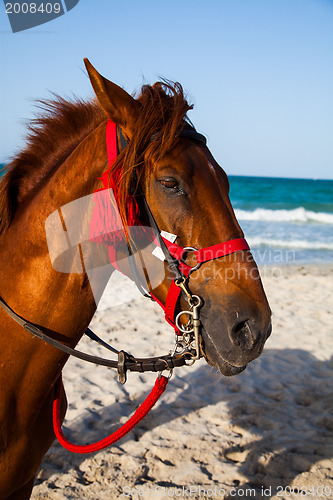 Image of Horse head portrait 